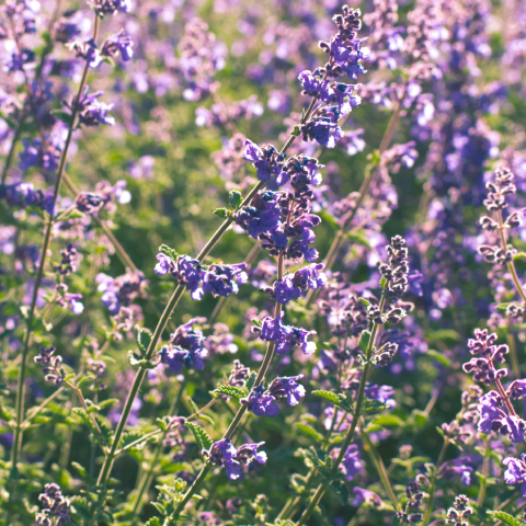 アロマリンパマッサージのリラクゼーション効果